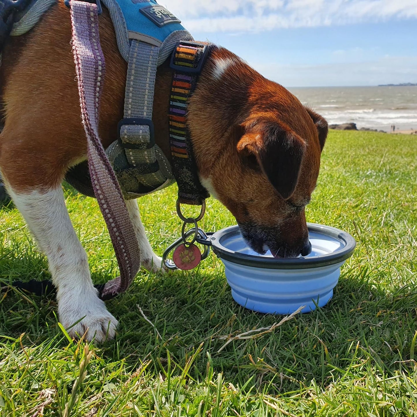 Henry Wag Collapsible Water Bowls